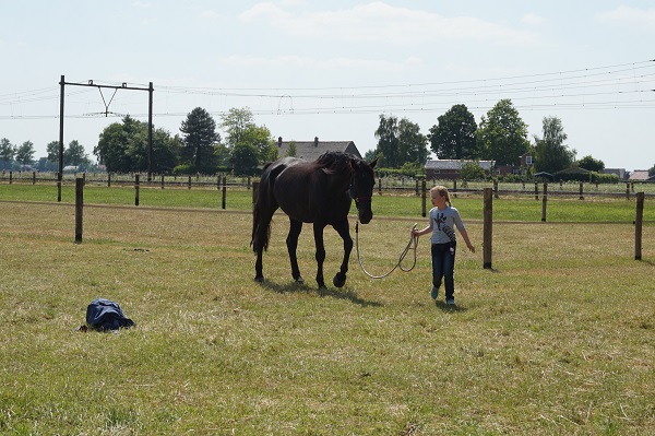activiteit met Niels - werkwijze'Inzicht door ervaring' coachen met paarden