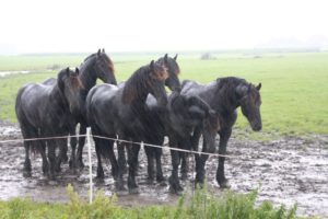 paarden in de regen- inzicht door ervaring